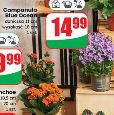 Campanula Blue Ocean doniczka 11 cm wysokość: 18 cm promocja w Dino