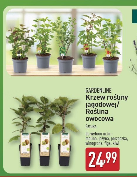 Figa GARDEN LINE promocja w Aldi
