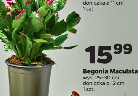 Begonia maculata promocja w Netto