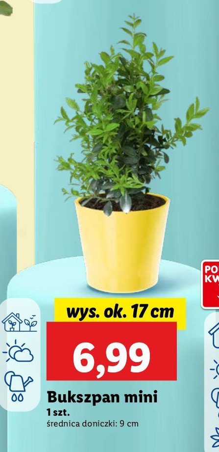 Bukszpan 9 cm promocja