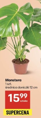 Monstera promocja w Delikatesy Centrum