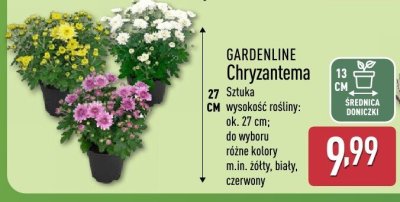 Chryzantema trio don. 12 cm promocja w Aldi