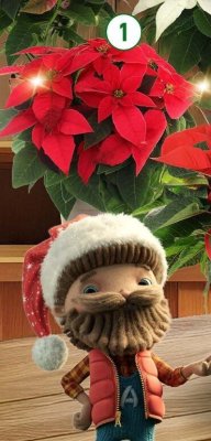 Gwiazda betlejemska wys. ok. 20-28 cm promocja w Aldi