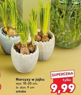 Narcyz w ceramicznym jajku promocja
