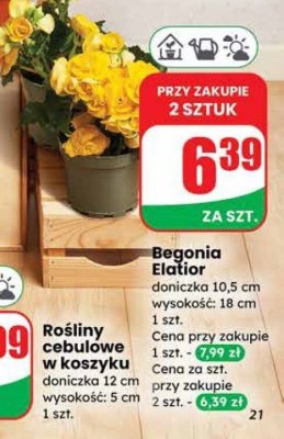 Begonia Elatior promocja w Dino