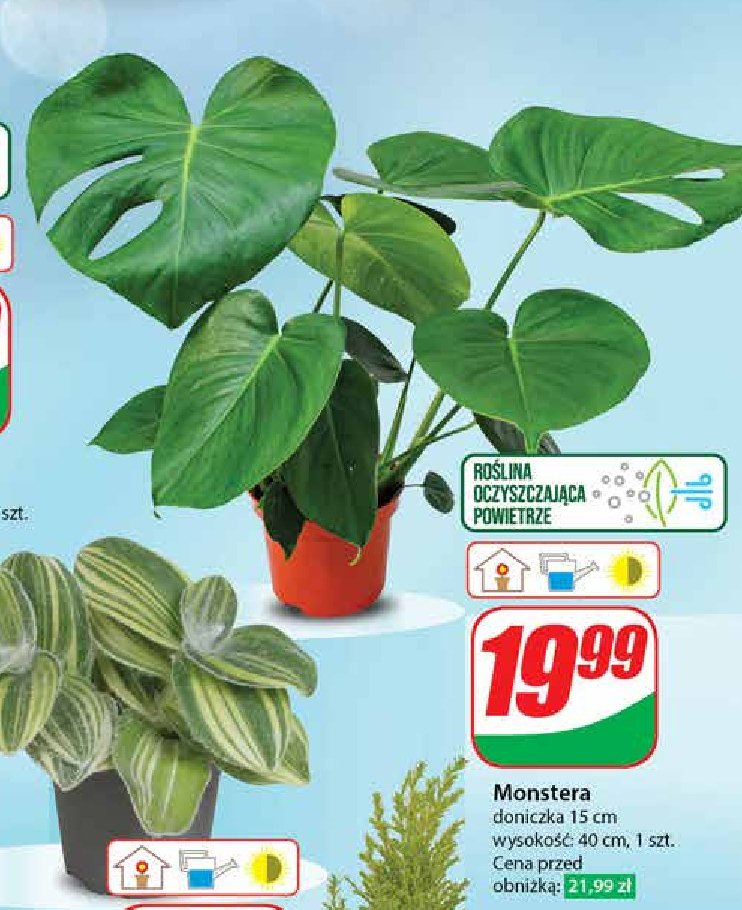 Monstera 15 cm promocja