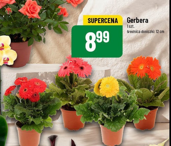 Gerbera w donicy 12 cm promocja