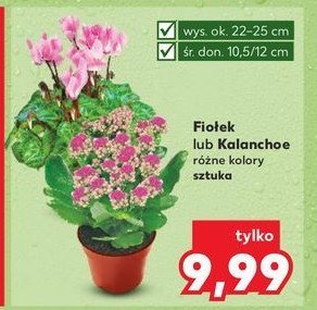 Fiołek promocja