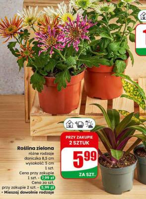 Roślina zielona różne rodzaje doniczka 8,5 cm promocja w Dino