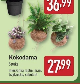 Kokodama trzykrotka promocja w Aldi