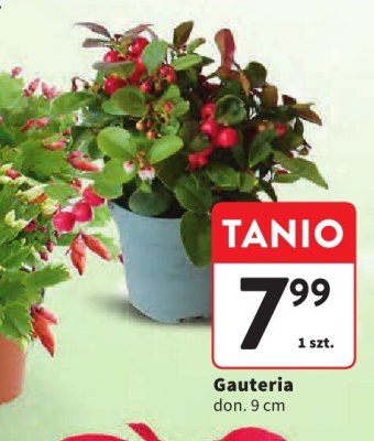 Gauteria don. 9 cm promocja w Intermarche