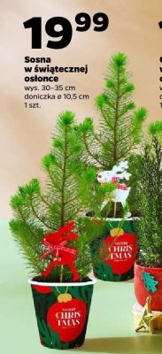 Sosna w świątecznej osłonce promocja w Netto