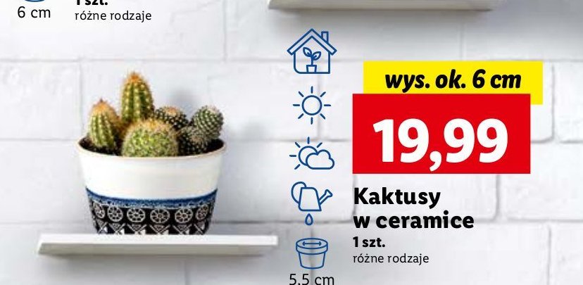 Kaktusy w ceramice promocja