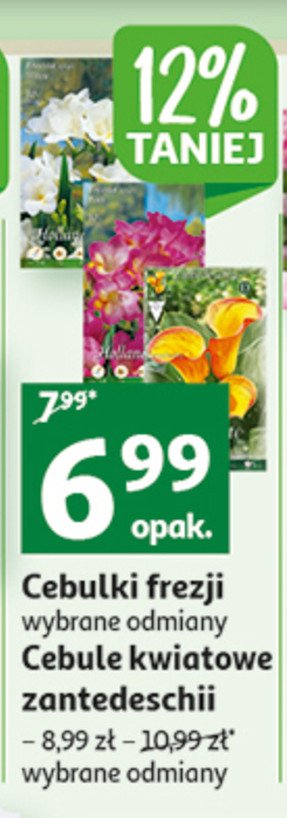 Cebulki zantedeschia promocja