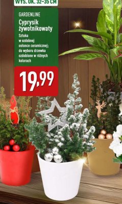  Cyprysik żywotnikokwaty promocja w Aldi