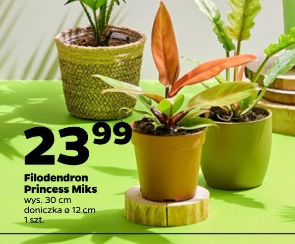 Filodendron princess miks promocja w Netto