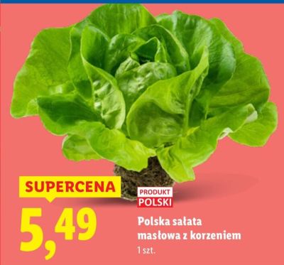 Sałata masłowa z korzeniem Polska promocja w Lidl