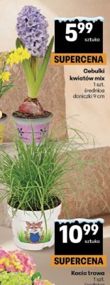 Kocia trawa 1 szt. średnica doniczki 12 cm promocja w Delikatesy Centrum