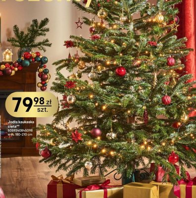 Jodła kaukaska cięta wys. 180-210 cm promocja w Castorama