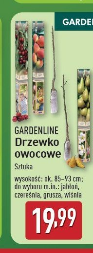 Jabłoń 85-93 cm GARDEN LINE promocja w Aldi