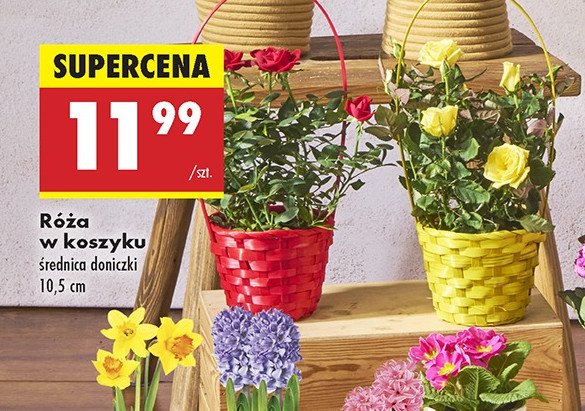 Róża w kolorowym koszyku 10.5 cm promocja