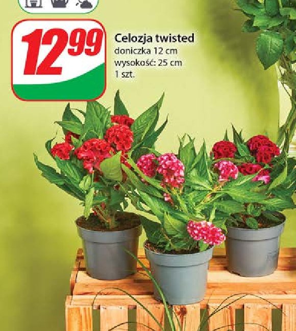 Celozja twisted 25 cm promocja