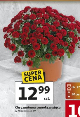 Chryzantema samokrzewiąca w misce śr. 19 cm promocja w Auchan