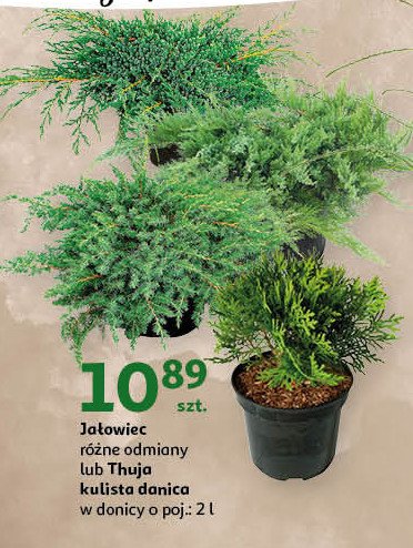 Thuja kulista w donicy 2 l promocja