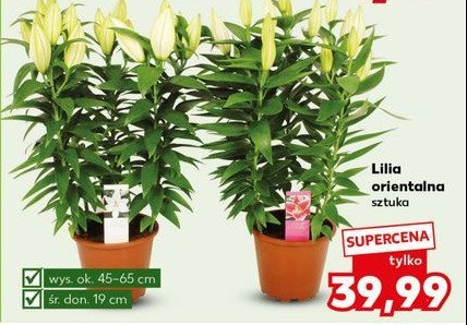 Lilia orientalna don. 19cm promocja w Kaufland