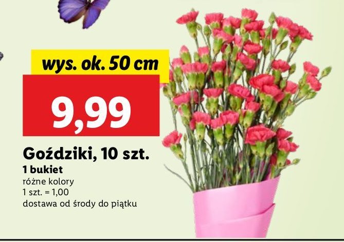 Go藕dzik 50 cm promocja