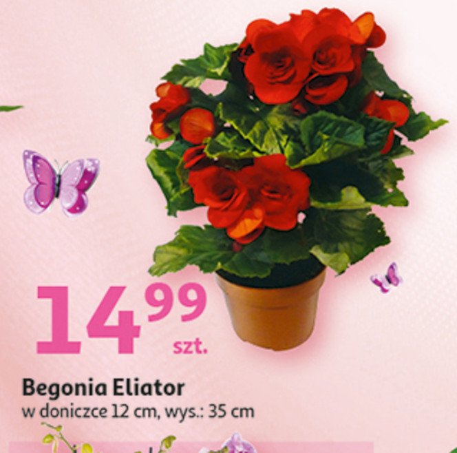 Begonia eliator don. 12 cm wys. 35 cm promocja