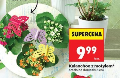 Roślina Kalanchoe z motylem średnica doniczki 6 cm promocja w Biedronka