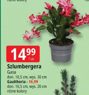 Szlumbergera Gasa promocja w Leclerc