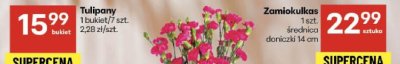 Tulipany promocja w Delikatesy Centrum