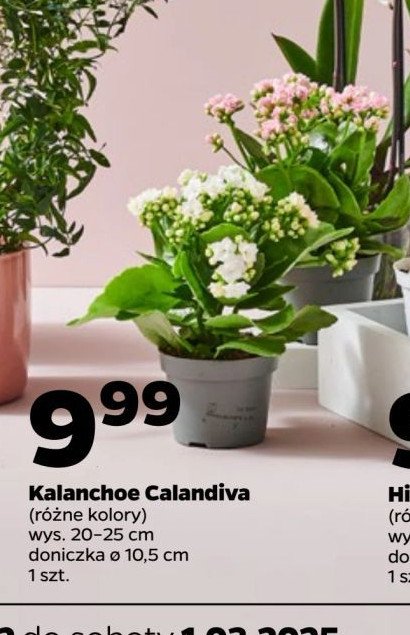 Kalanchoe calandiva don. 10 cm promocja