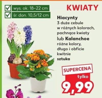 Hiacynty 3 duże cebule  promocja w Kaufland