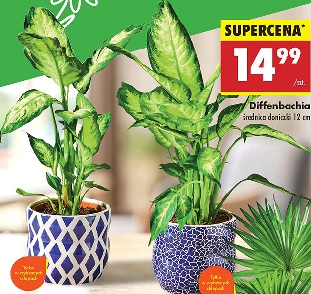 Diffenbachia promocja w Biedronka