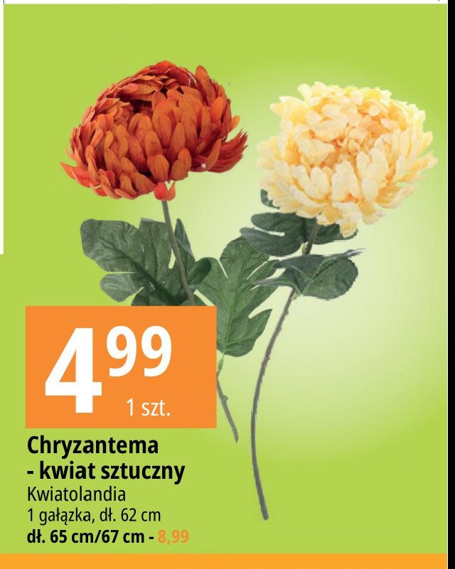 Chryzantema 62 cm promocja