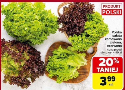 Sałata karbowana zielona, czerwona promocja w Carrefour