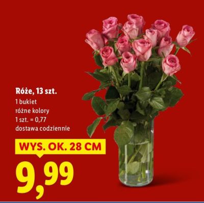 Róże różne kolory promocja w Lidl