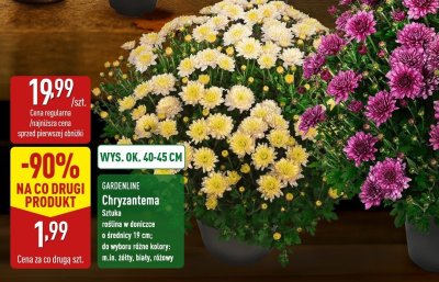 Chryzantema promocja w Aldi