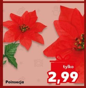 Poinsecja promocja w Kaufland