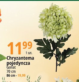 Chryzantema pojedyncza 86 cm Goliat promocja