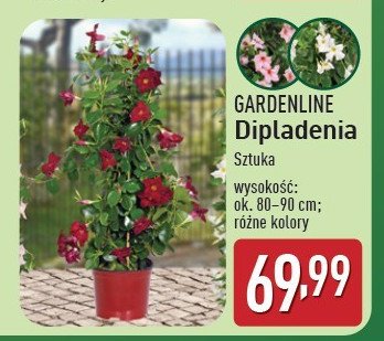 Dipladenia 80-90 cm GARDEN LINE promocja w Aldi