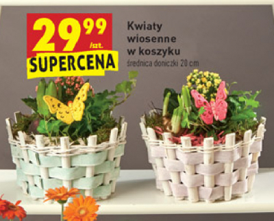 Kwiaty wiosenne w koszyku don.20 cm promocja
