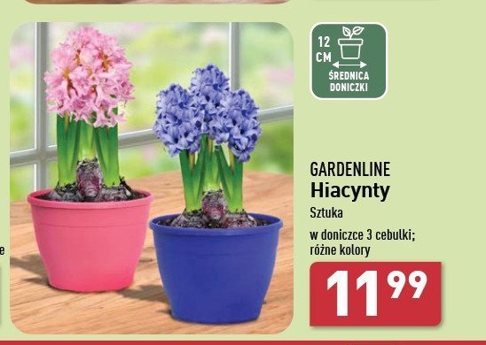 Hiacynt doniczka 12 cm GARDEN LINE promocja w Aldi