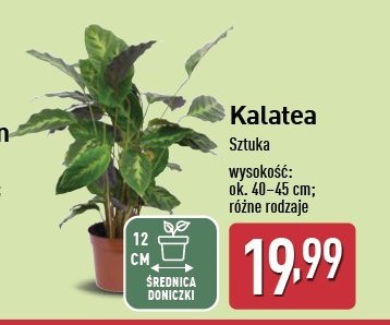 Kalatea promocja