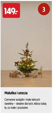 Choinka Malutka i urocza promocja w Jula
