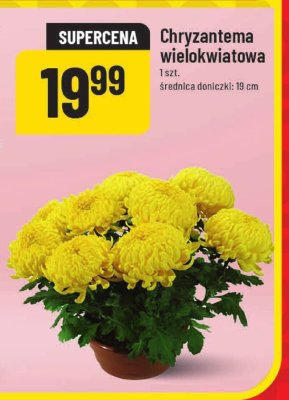 Chryzantema wielokwiatowa promocja w POLOmarket