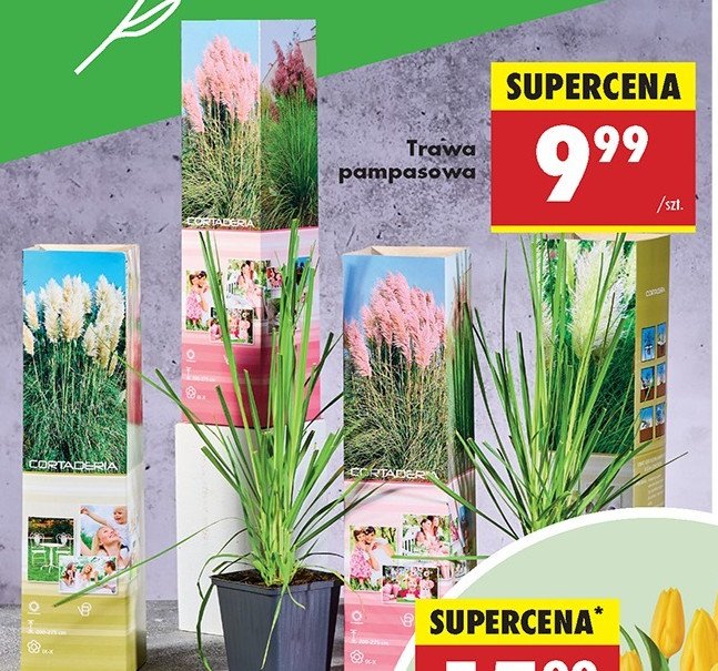Trawa pampasowa promocja w Biedronka